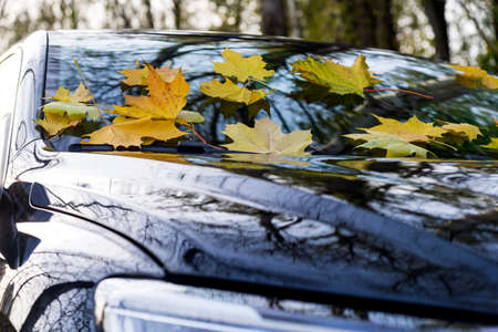 Yellow autumn maple leaves lie on the windshield of a black car in a beautiful park.の写真素材