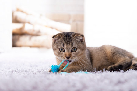 Scottish fold kitten playing with a toy on the carpet by the fireplace