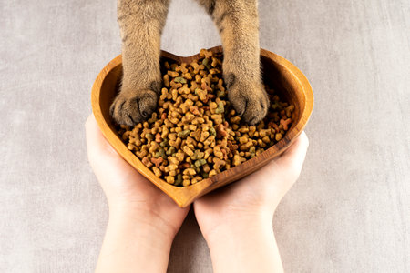 Cat paws on a bowl of food. Healthy pet food. Top view, flat lay.の写真素材