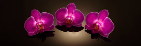 Three beautiful pink orchid flowers on a black background with place, banner, studio photo.の写真素材