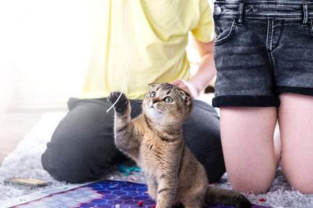 Children play with a british little playful kitten at home on the carpet. A kitten scatters the chips of a board game.の写真素材