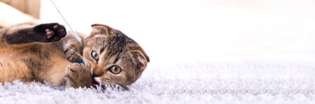 Scottish fold kitten playing with a toy on the carpet by the fireplace.の写真素材
