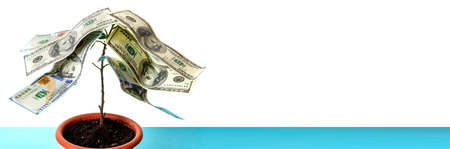Tree with leaves in the form of American dollars. Money grows on a tree.の写真素材