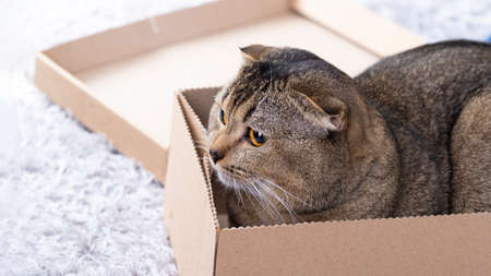 Scotch fold cat in a cardboard box on the living room floor.の写真素材