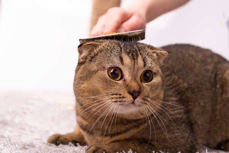 The hostess is combing the fur of a Scottish fold brown cat. Cat grooming, veterinary.の写真素材