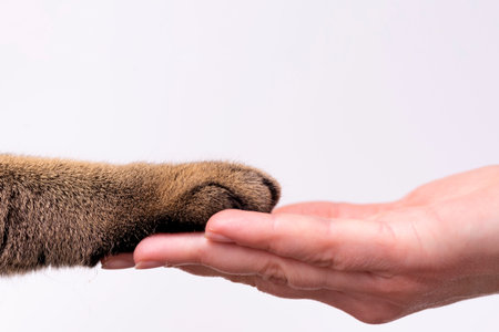hand and paw of a cat on a white background friendship concept. Pets are friends of man.