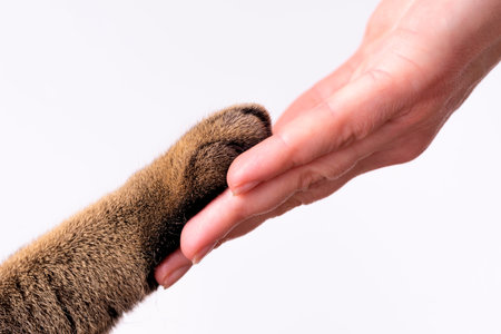 hand and paw of a cat on a white background friendship concept. Pets are friends of man.