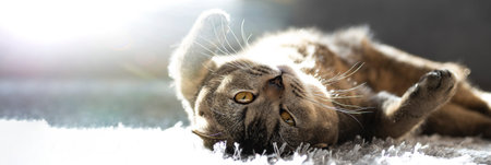 A cute funny cat lies on a fluffy carpet in the house. Golden ticked Fold Scottish cat