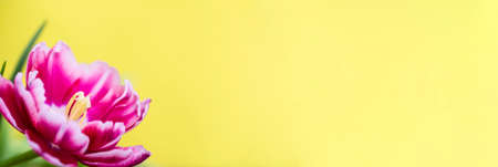 Close-up of a pink tulip with white edging on a yellow background with place for text. Cute tulips, spring flowers.の写真素材