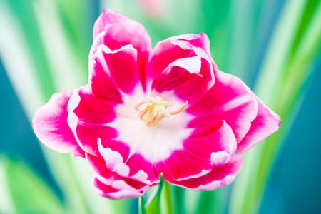 Close-up of a pink tulip with a white edging. Cute tulips, spring flowers.の写真素材
