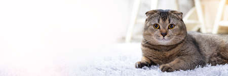 A beautiful well-groomed brown cat lies on a light soft carpet. The pet is resting at home. Scottish Fold cat looks into the frame. Place for text.の写真素材