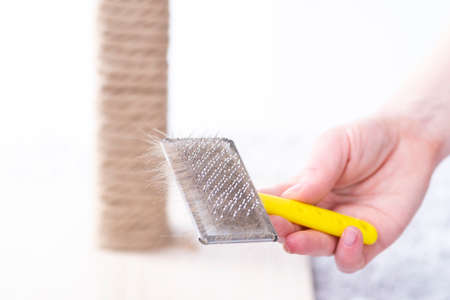 Cleaning pet hair with remover. Cleaning furniture from wool. Domestic cleaning tool of dandruff, hair, debris, pet wool and fluff.の写真素材