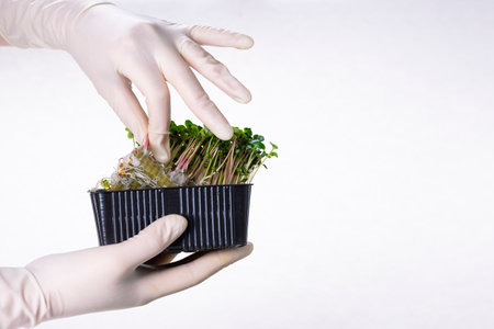 Microgreen radish sprouts in female hands in gloves, Raw sprouts, microgreens, healthy eating concept.の写真素材