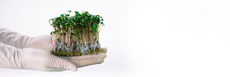 Sunflower sprouts in hands, raw sprouts, microgreens, healthy food concept. Hands in gloves hold...