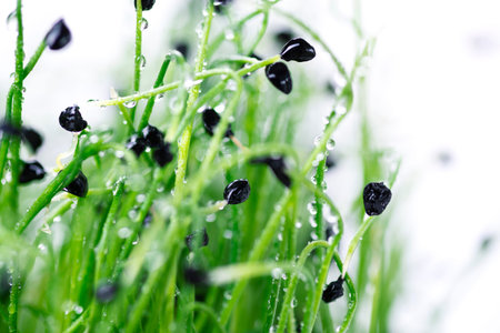 onion sprouts on a white background, microgreens on a white background close-up, healthy food,...