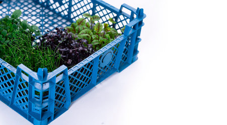 Mixed greens in growing trays in a plastic box on a white background with space for text....