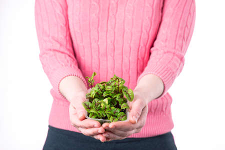 Organic raw microgreens. A woman holds sorrel microgreen sprouts in her hands on a microgreen substrate. Healthy superfood concept.の写真素材