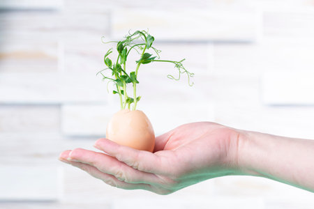 Microgreen sprouts in eggshell. Easter decorations. Easter egg. Stylish rural still life. Zero Waste Conceptの写真素材
