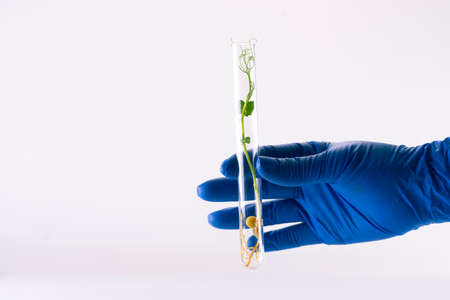 A hand in a medical glove holds a test tube with microgreens of peas. Growing and researching microgreens.の写真素材