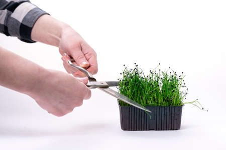 Woman's hands with large metal scissors cut micro green onions. Microgreen sprouts on a white background and female hands with scissors. The vegetable garden is a microgreen.の写真素材