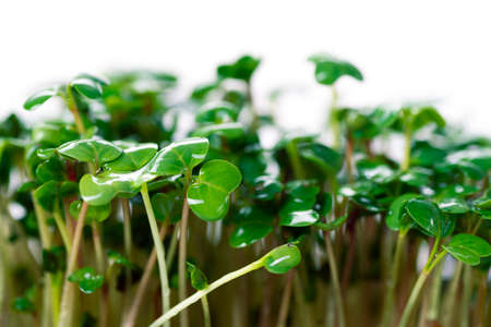 Close-up of microgreens of radish on a white background. Vegan and healthy food concept. Radish sprouts obtained from high quality organic plant seeds.の写真素材
