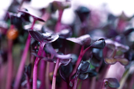 Microgreens of purple radish after watering. Close-up of purple microgreen.の写真素材