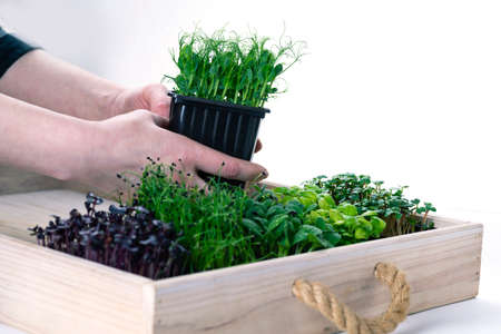 Woman's hands put a tray of microgreens in a wooden box, a lot of different microgreens, delivery of microgreens.の写真素材