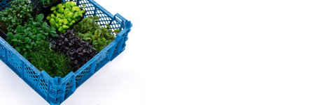 Many different microgreens in a box on a white background, delivery of microgreens.の写真素材