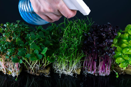 Mix of microgreens on a black background. Woman sprinkles microgreens on black background.