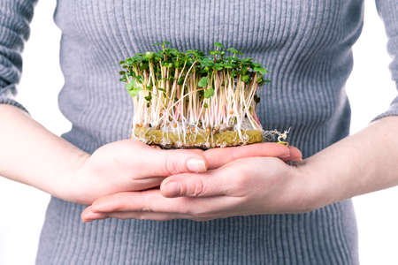 A woman in a gray T-shirt holds a microgreen of a radish on a growing substrate in her palms. Delivery and cultivation of microgreens, healthy organic food.の写真素材