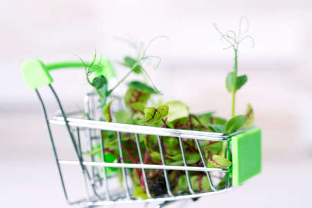 Micro greens in a mini shopping basket close-up. We buy micro greens in the supermarket.の写真素材