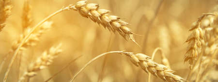 Wheat field. Ears of golden wheat close up. Beautiful Nature Sunset Landscape. Rural Scenery under Shining Sunlight. Background of ripening ears of meadow wheat field. Rich harvest Concept.の写真素材