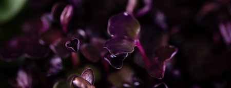Microgreen foliage background. Close-up of 6 days radish microgreen. Germinating seeds at home....