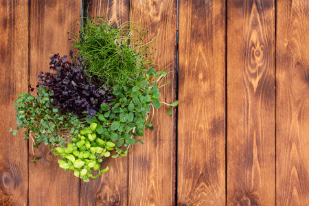 Several types of microgreens on a wooden background. Microgreens of different varieties on a wooden...
