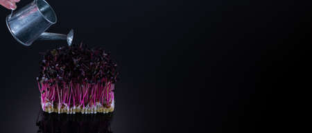 Microgreens of purple radish on a black background with place for text. Drizzle microgreens from a watering canの写真素材