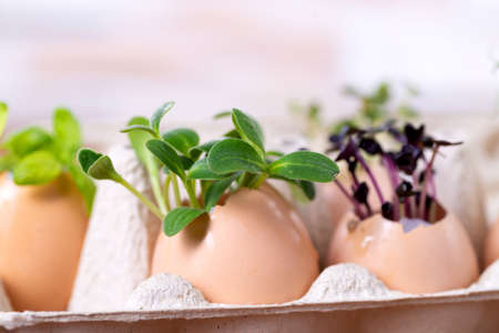 Microgreen sprouts in eggshells in a cardboard tray. Easter decorations. Easter egg. Stylish rural still life. Zero Waste Conceptの写真素材
