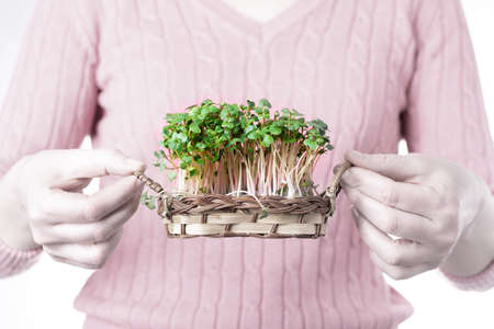 Microgreens of green radish grown in a basket in female handsの写真素材
