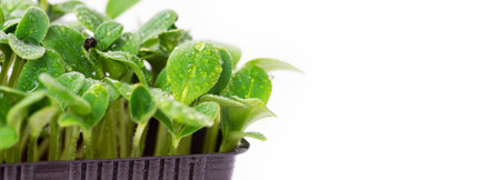 Homemade fresh organic microgreens. Micro green sunflower on white background with place for textの写真素材