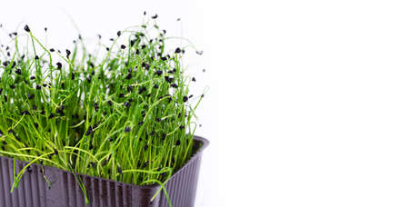Homemade fresh organic microgreens. Micro green onions on white background with place for textの写真素材