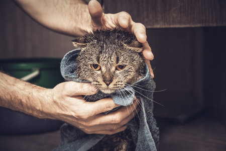 Scottish fold cat in a towel. Wet cat after bathing in a blue towel. Mans hands holding a wet cat in the bathroomの写真素材