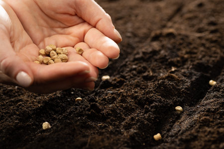 The farmer holds the seeds in his palms against the backdrop of fertile soil. Growing vegetable...