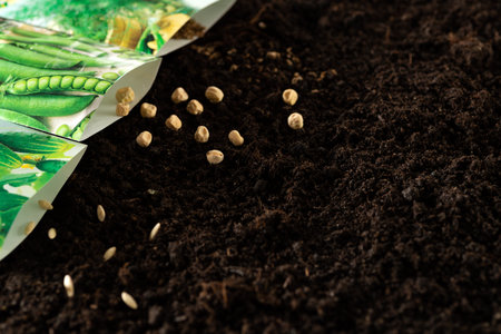 Various seeds are poured out of paper bags onto the soil. Sowing seeds in open ground.の写真素材