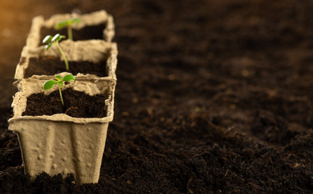 A small green sprout in a peat pot against the background of the earth, planting plants in the...