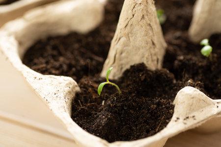 Small plats growing in cardboard chicken egg box in black soil. Break off the biodegradable paper...