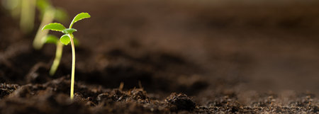 Small green sprouts in the ground. Seedlings for transplanting into fertile soil for organic farming...