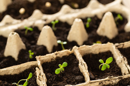 Small plats growing in cardboard chicken egg box in black soil. Break off the biodegradable paper...