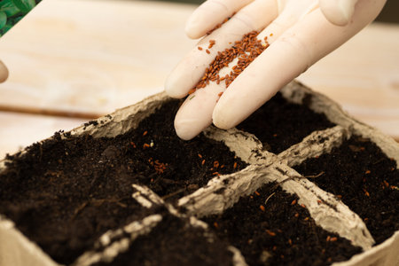 A woman is planting vegetable seeds in peat pots. Growing plant seedlings in pots. home hobby.