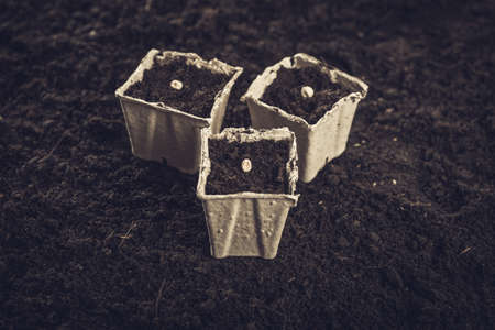 Sowing seeds in early spring. Sowing seeds in peat pots close-up against the background of fresh soilの写真素材