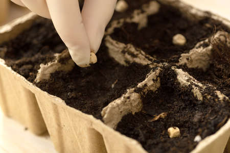 A farmer plants vegetable seeds in peat pots. Growing vegetables, agricultureの写真素材