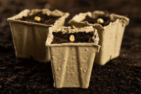 Sowing seeds in early spring. Sowing seeds in peat pots close-up against the background of fresh soilの写真素材